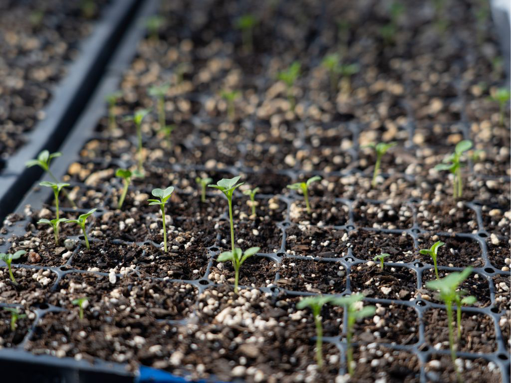 Produce being grown from seed