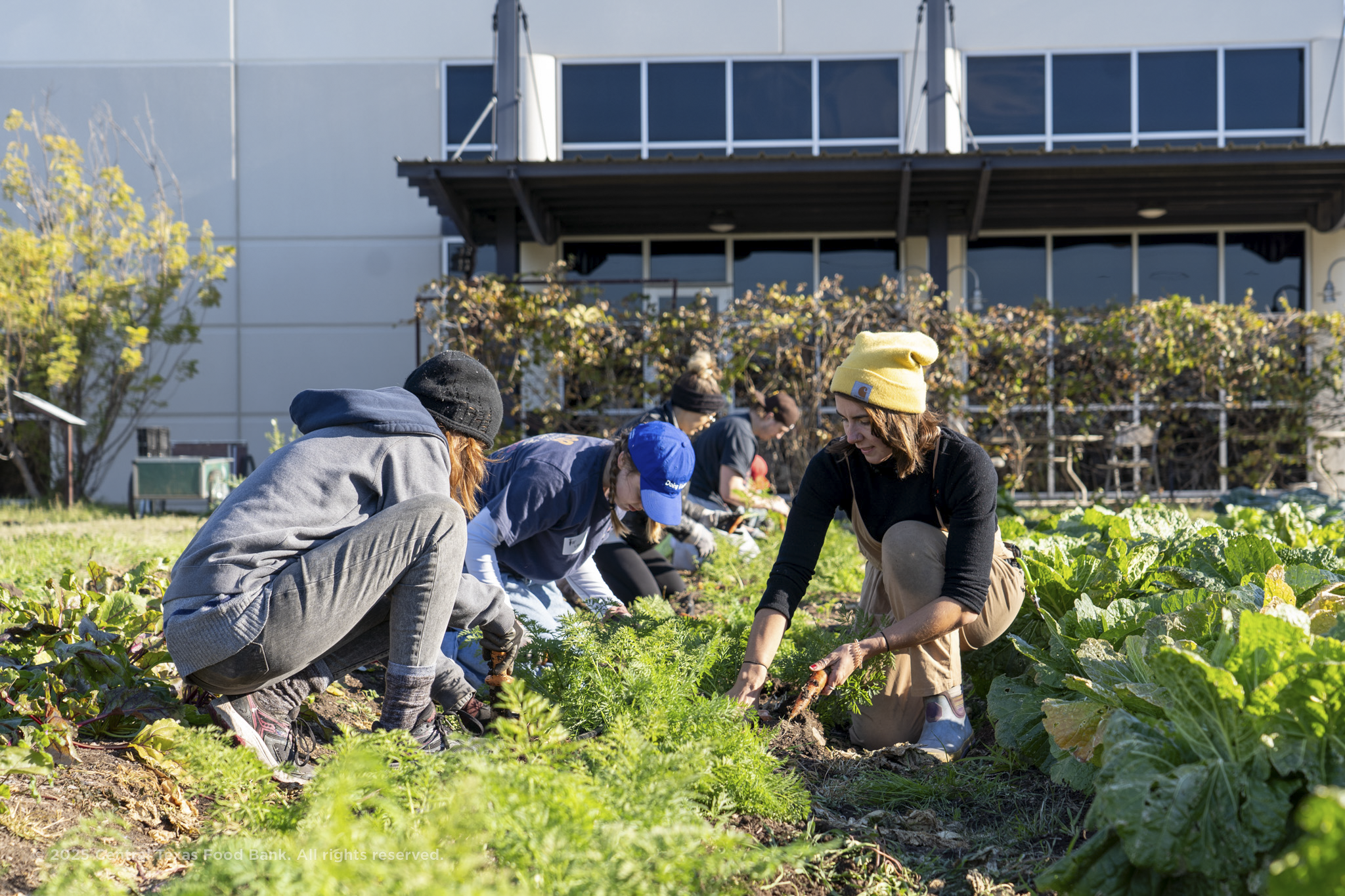CTFB Garden Coordinator Ollie harvesting fresh produce with volunteers
